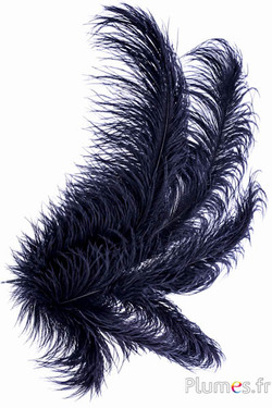 Struisvogel - 38-42 cm - zwart